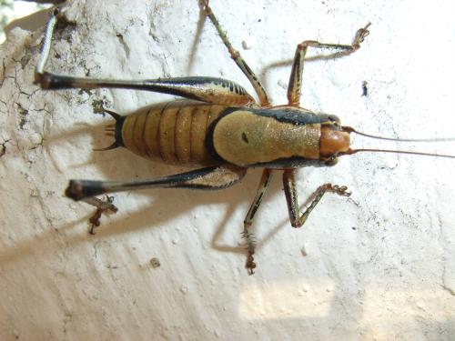Eupholidoptera sp.